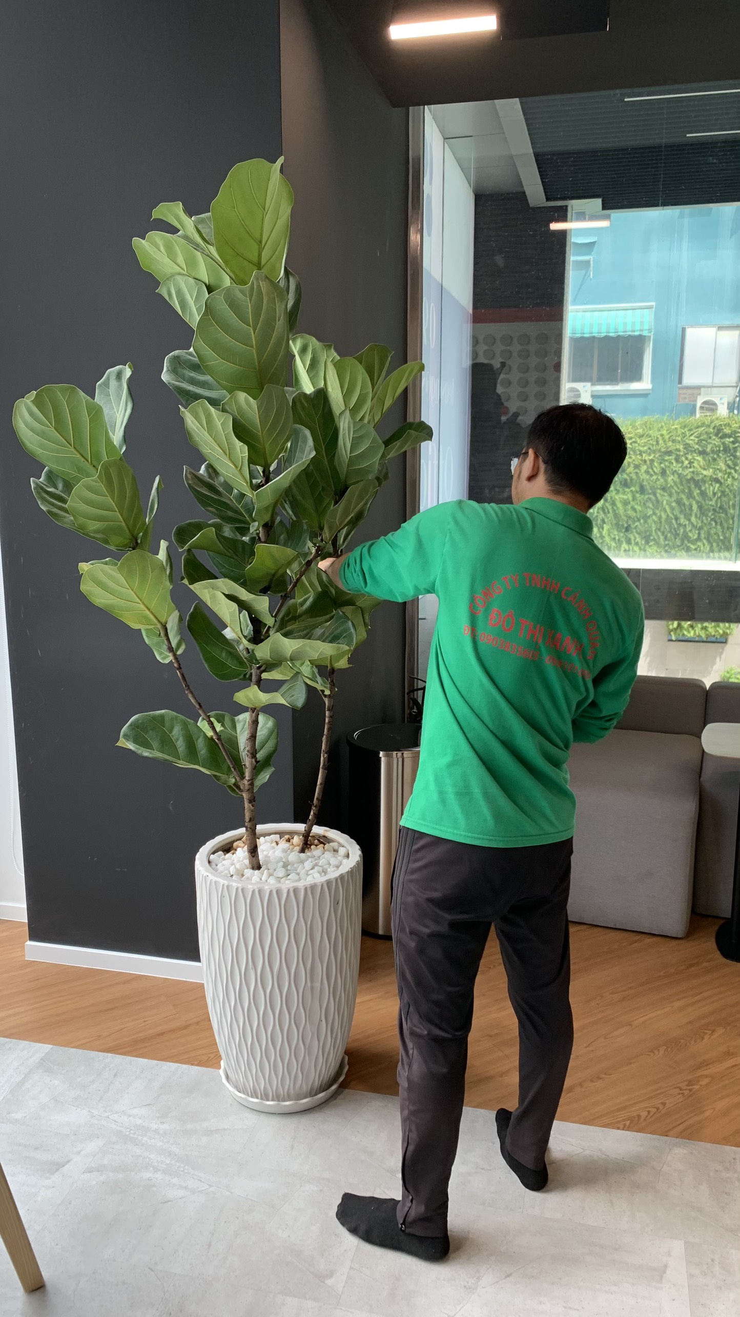 Dịch vụ thuê cây để sàn