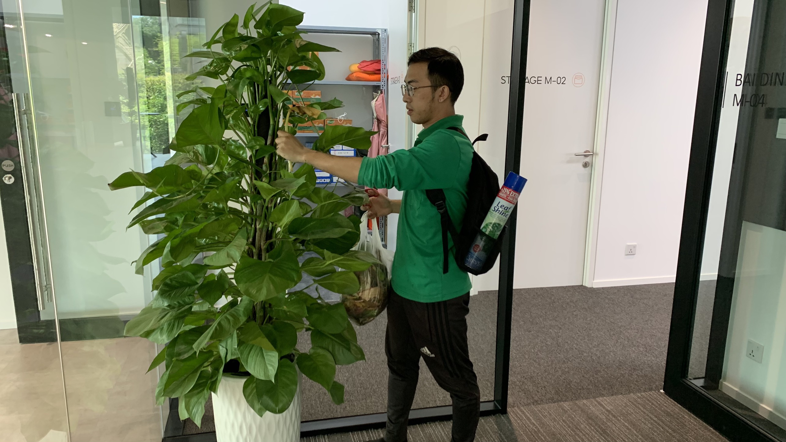 Dịch vụ thuê cây để sàn
