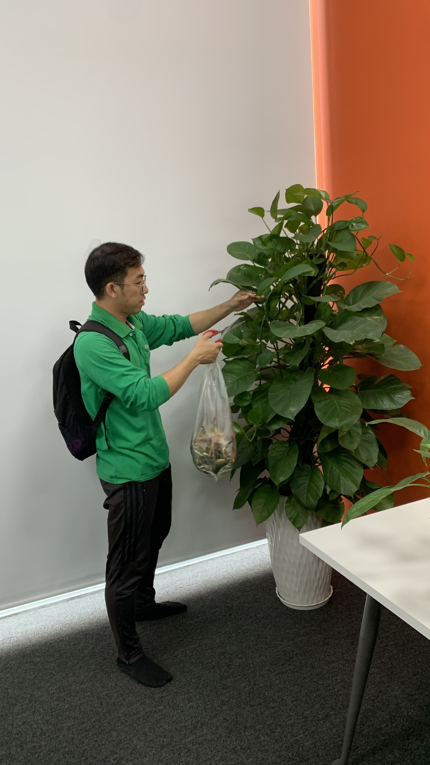 Dịch vụ thuê cây để sàn