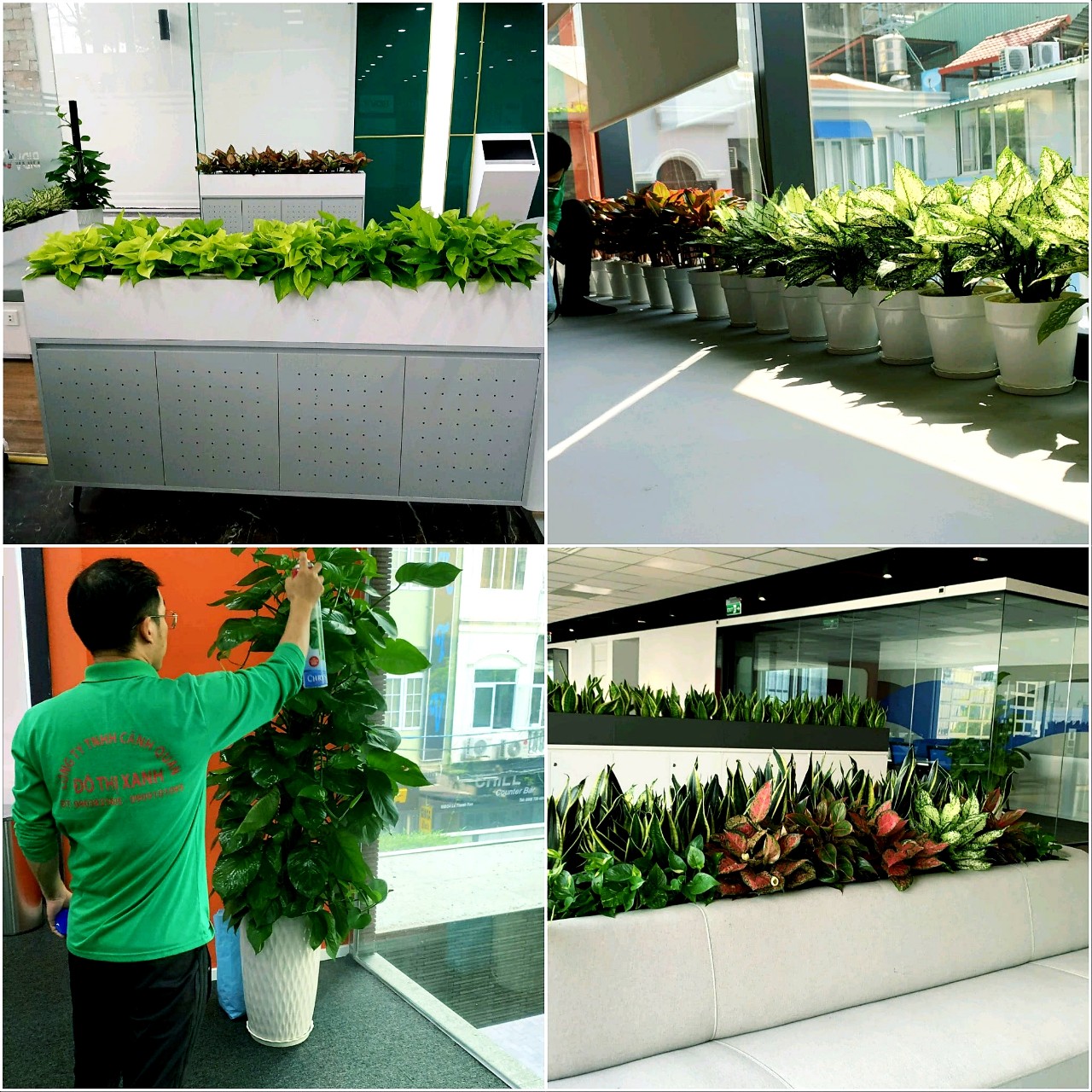 DỊCH VỤ THUÊ CÂY XANH