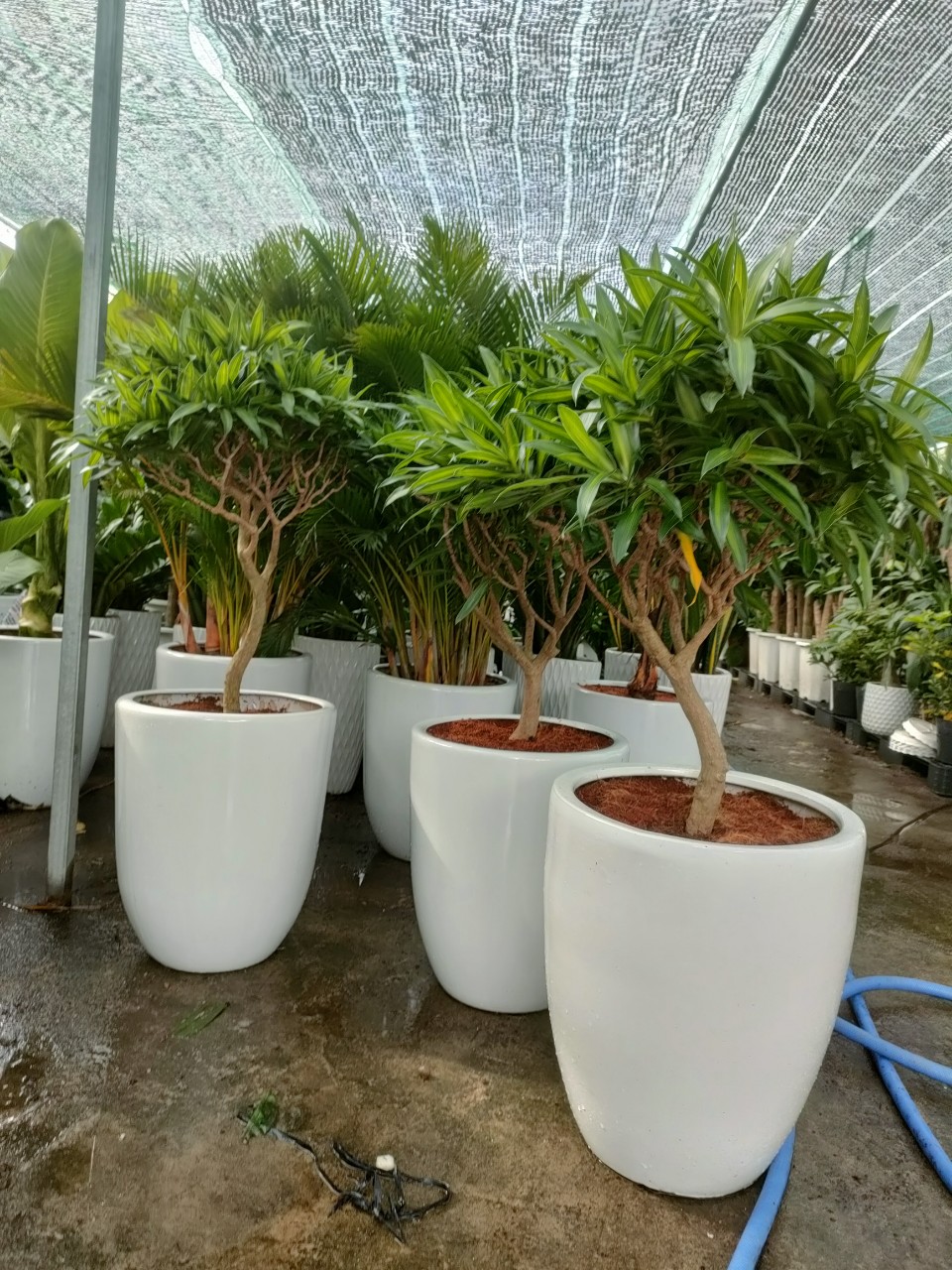 Cây trúc bách hợp-cho thuê
