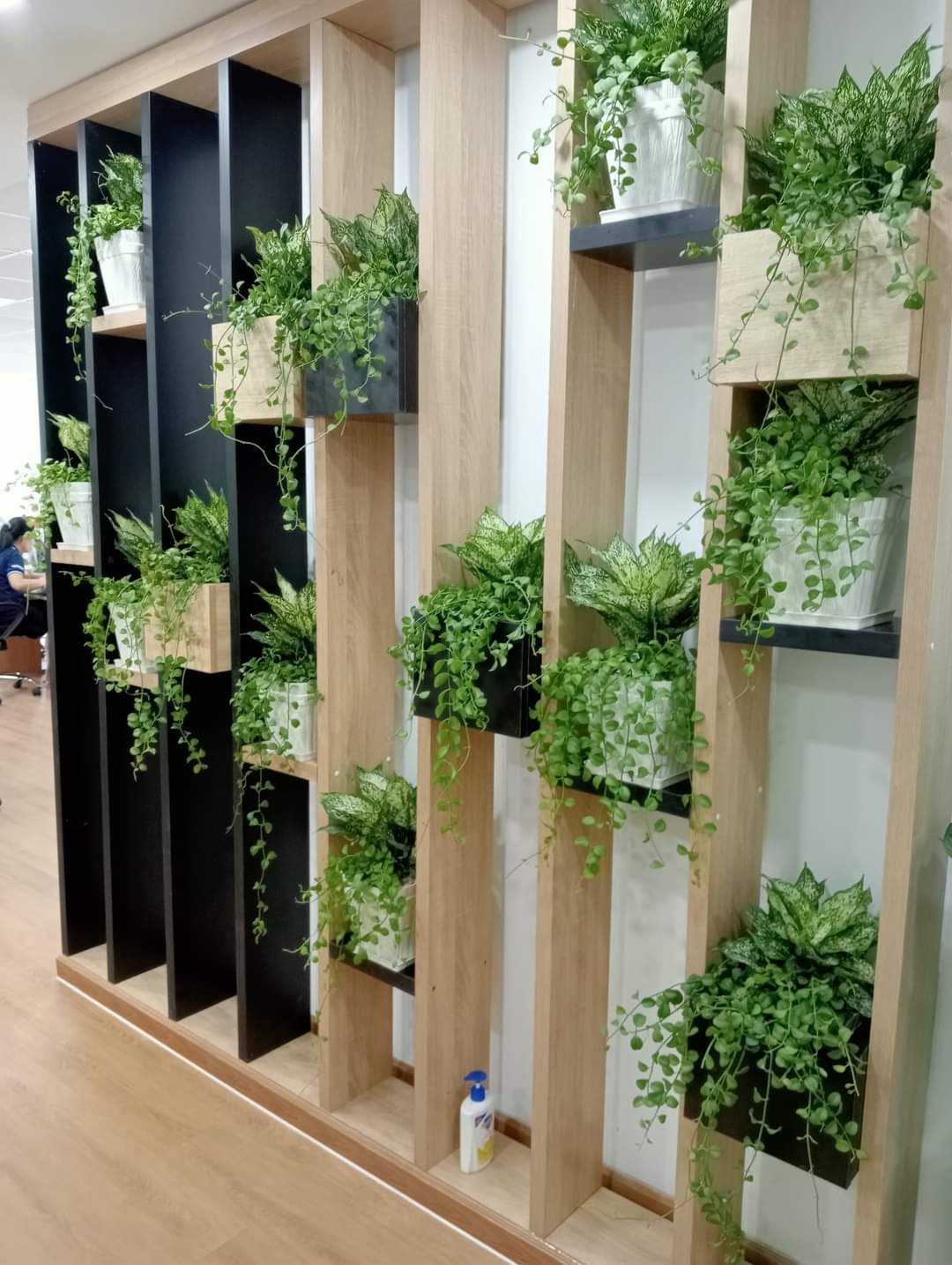 DỊCH VỤ THUÊ CÂY XANH