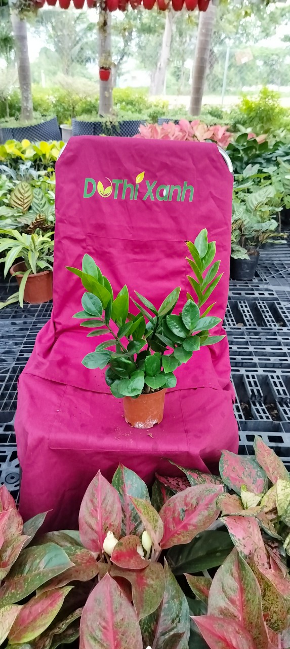 Cây Kim Tiền -chậu men sứ