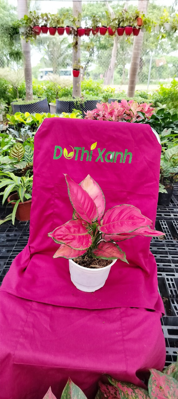 Cây vạn lộc đỏ- chậu men sứ