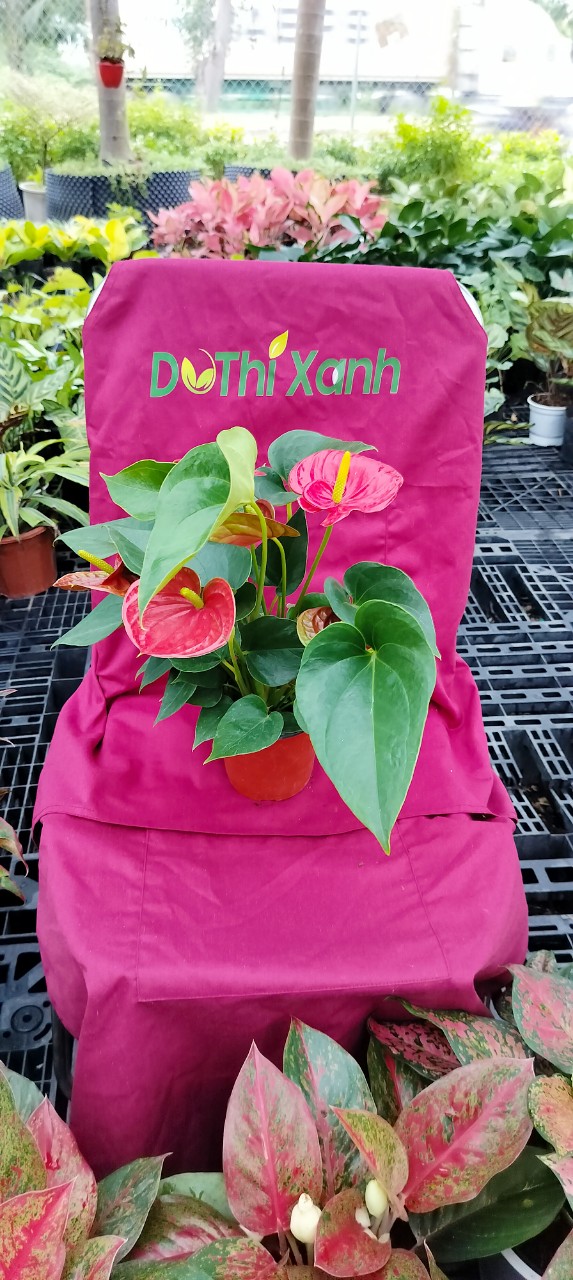 Cây hồng môn-cho thuê