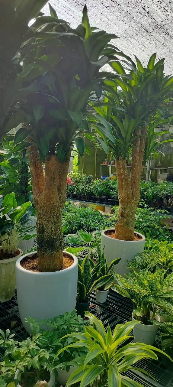 Cây phát tài gốc -chậu men sứ