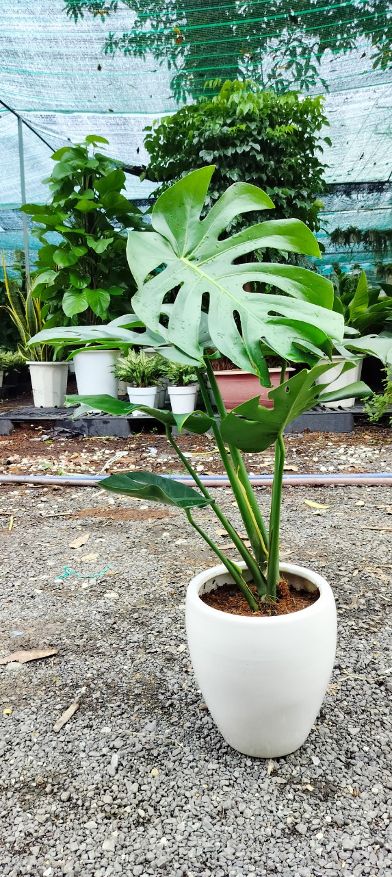 Monstera-chậu sứ -size lá 30-35cm
