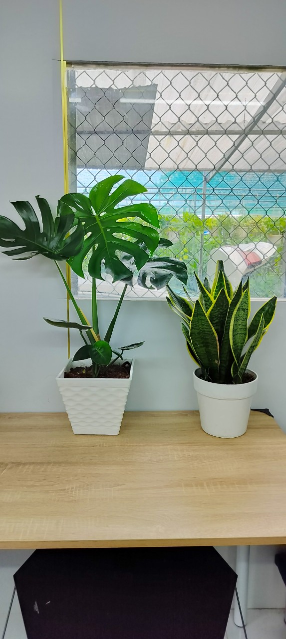 Monstera-chậu sứ -size lá 30-35cm