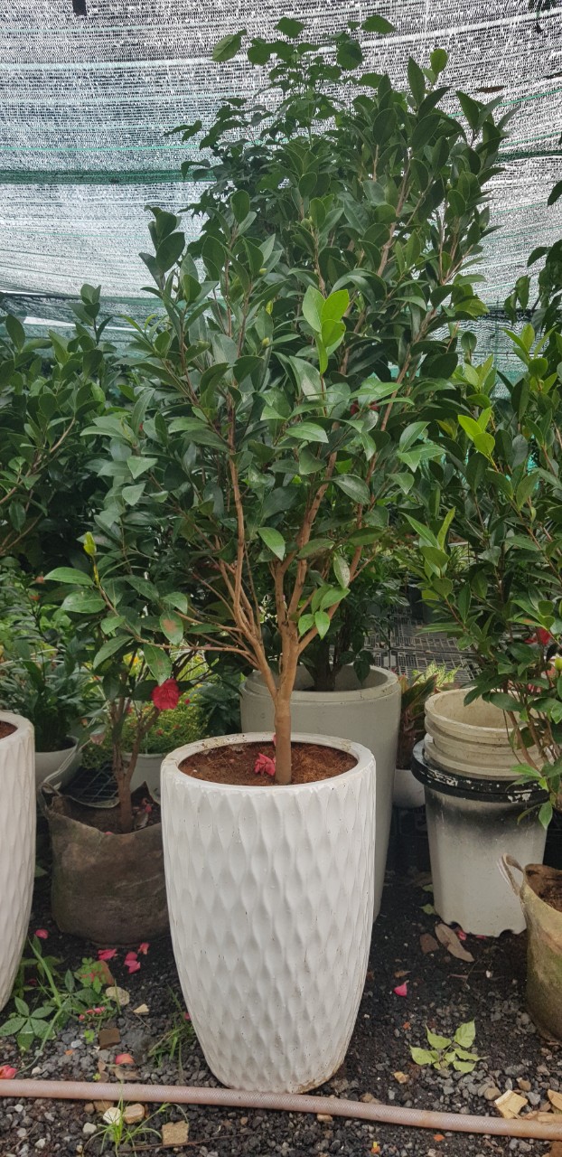 Cây trà my -chậu men sứ