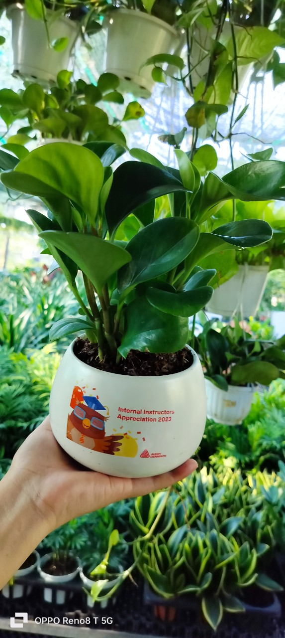 Chậu cây in logo -chậu men sứ