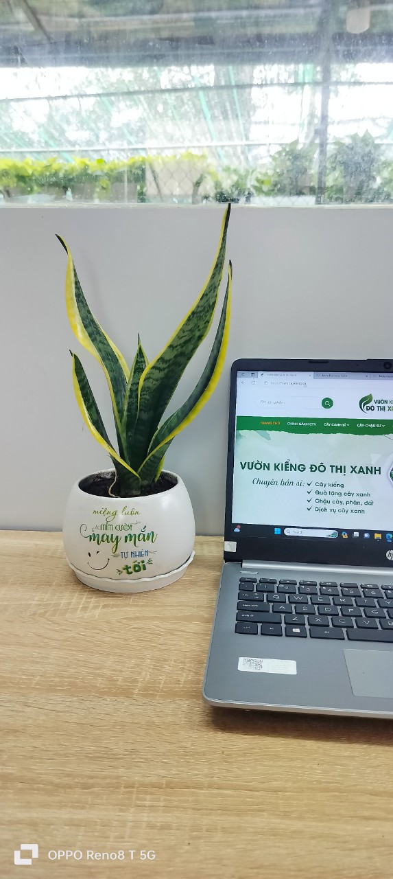 Chậu cây in logo -chậu men sứ