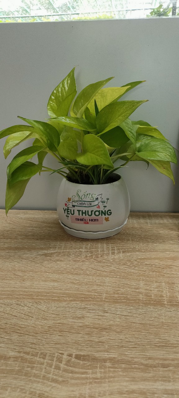 Chậu cây in logo -chậu men sứ