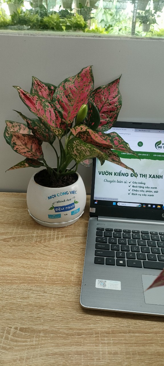 Chậu cây in logo -chậu men sứ