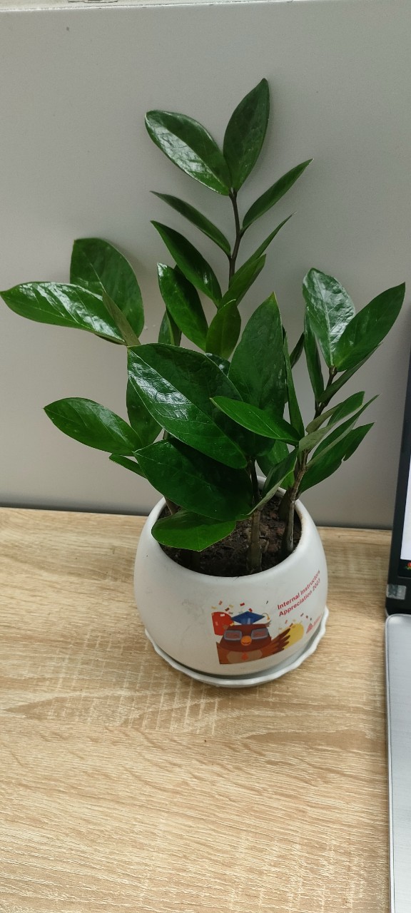 Chậu cây in logo -chậu men sứ