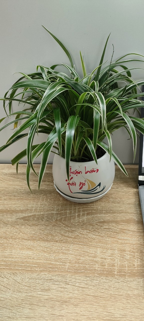Chậu cây in logo -chậu men sứ