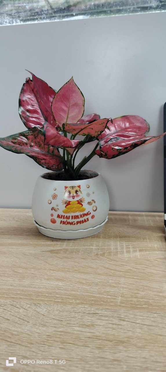 Chậu cây in logo -chậu men sứ