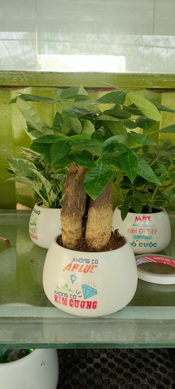 Chậu cây in logo -chậu men sứ