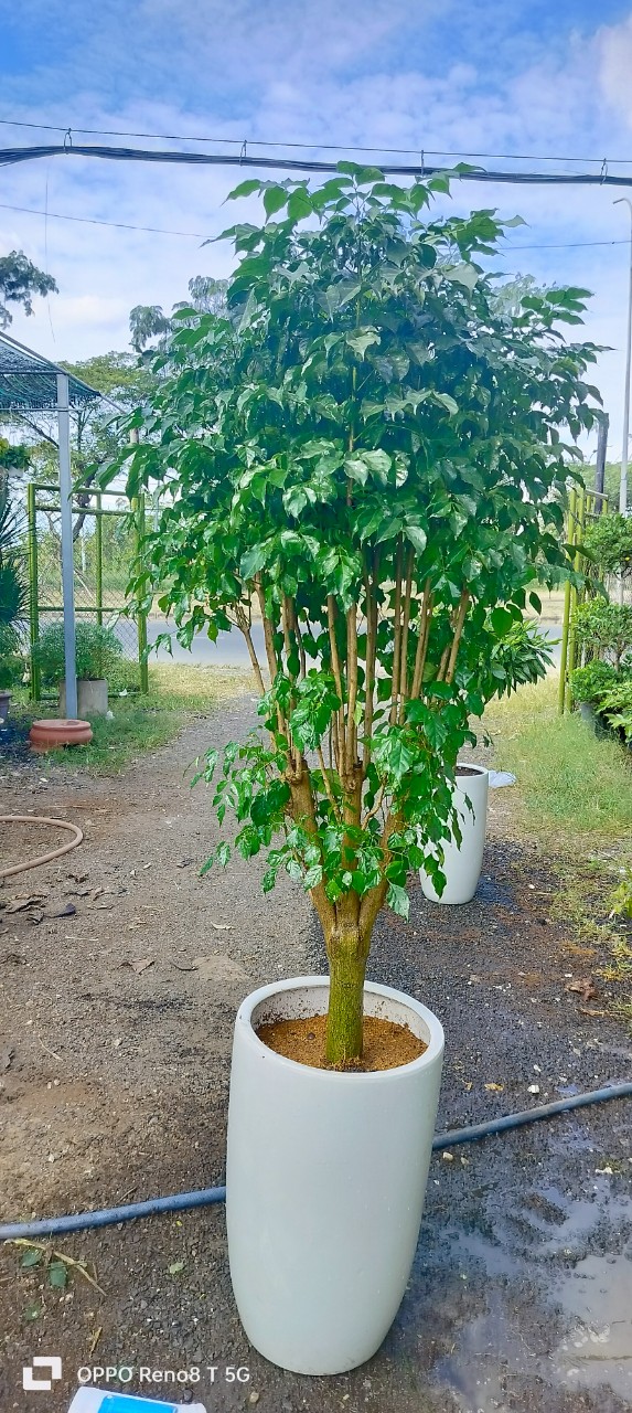 Cây hạnh phúc 1 gốc