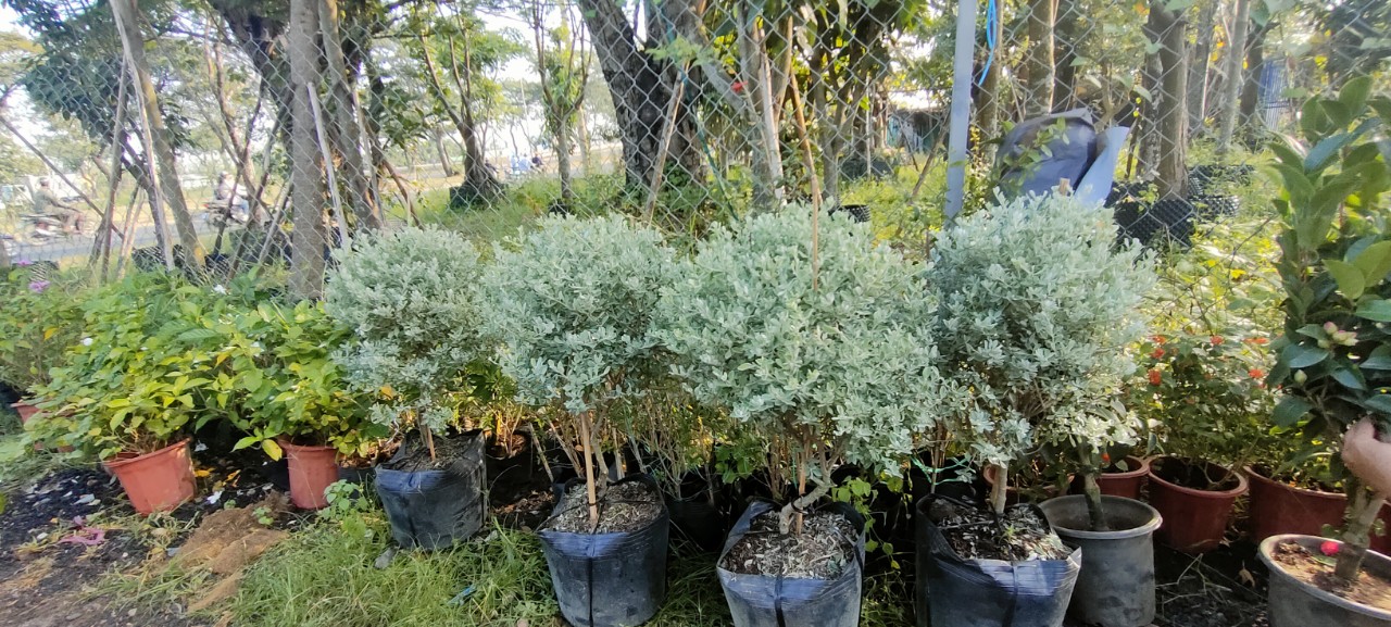 Cây tuyết sơn phi hồ -chậu men sứ