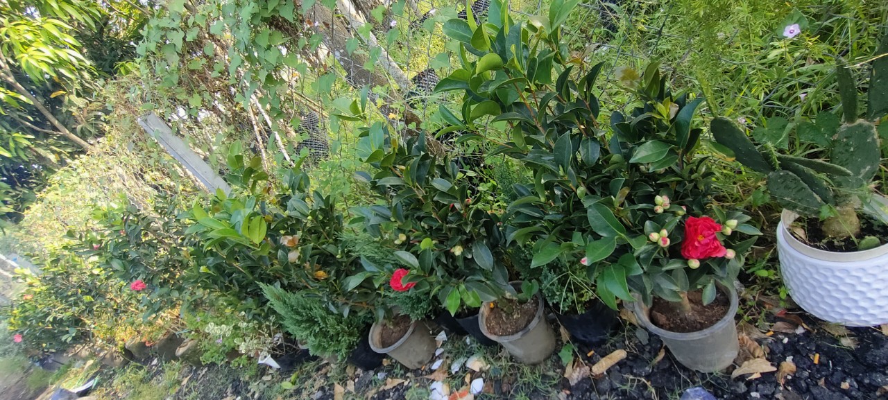 Cây trà my -chậu men sứ