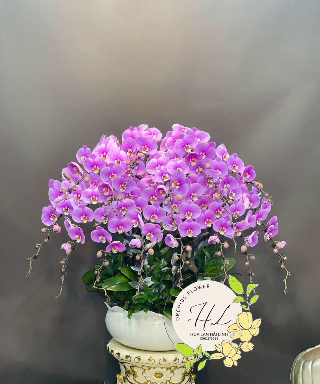 Lan Hồ Điệp ( Mẫu 06)