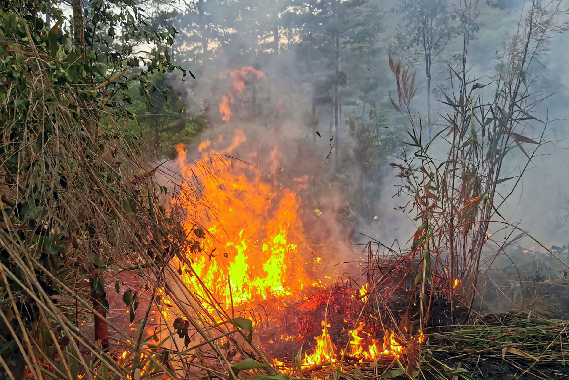 Cháy rừng thông trong khu du lịch hồ Tuyền Lâm ở Đà Lạt