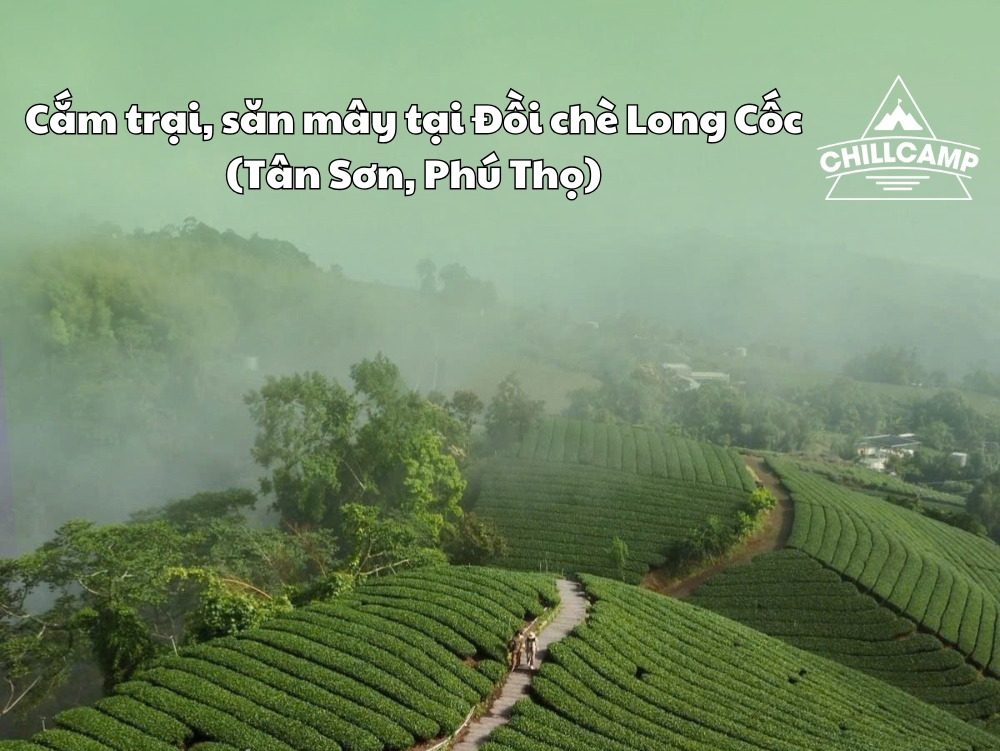 Top 10+ kinh nghiệm khi cắm trại, săn mây tại Đồi chè Long Cốc