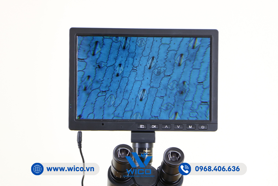 Tế bào hành tây dưới ống kính hiển vi ICO-T1000PLi và CCD-1016M