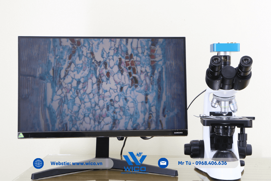 Tế bào hành tím dưới ống Kính hiển vi ICC-1021P