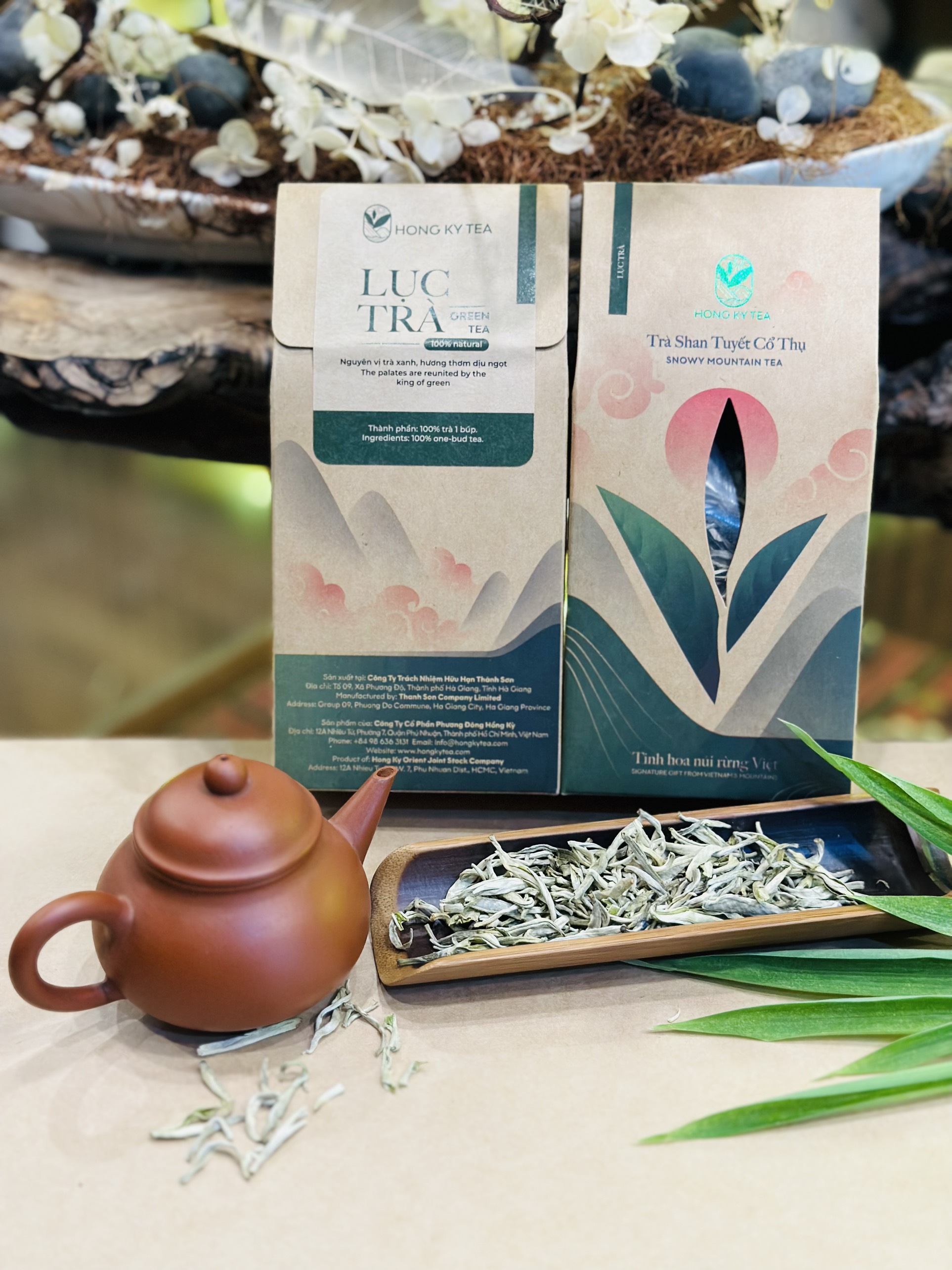Lục Trà - Trà Shan Tuyết cổ thụ Hà Giang - Hồng Kỳ Tea