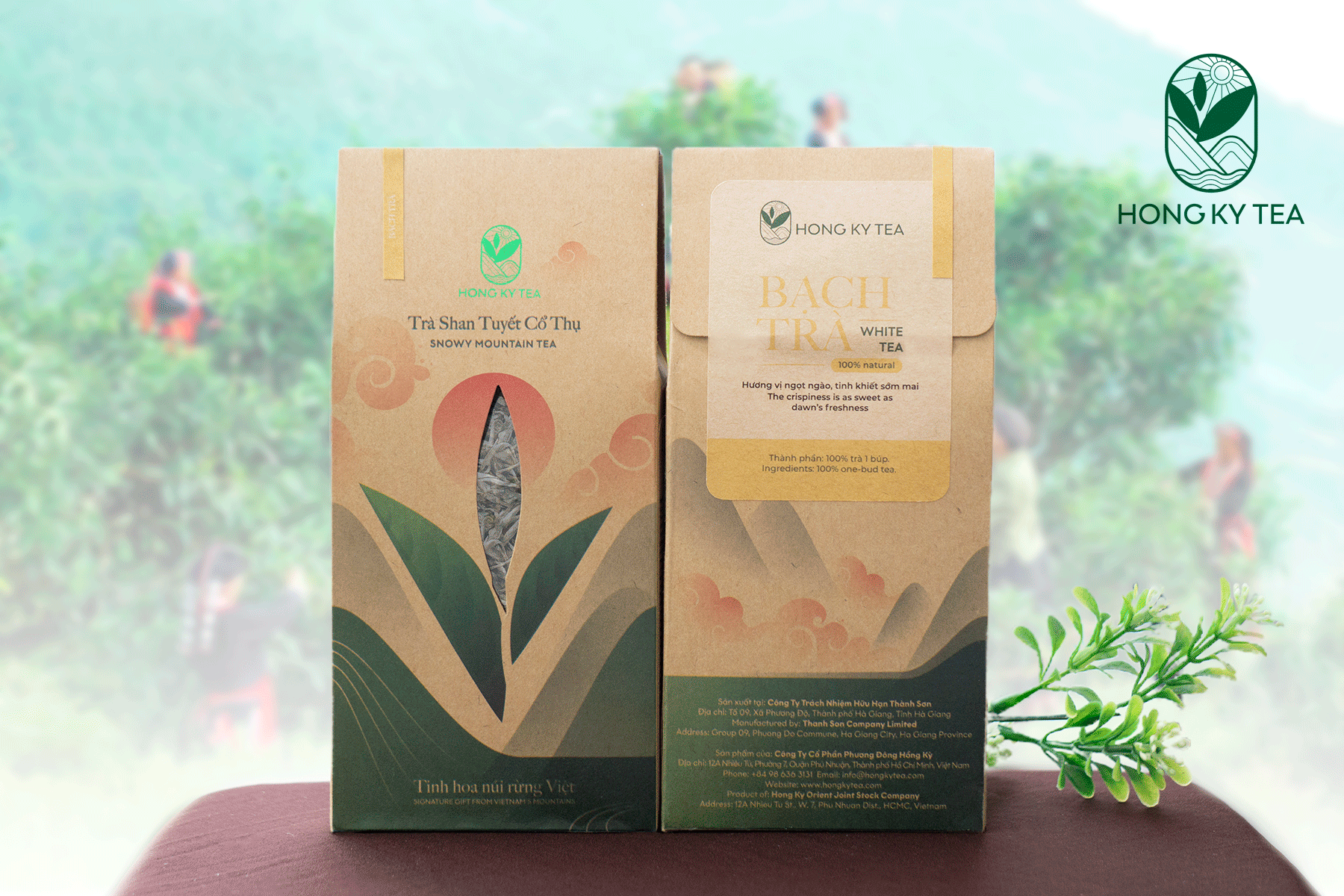 Bạch Trà - Trà Shan Tuyết cổ thụ Yên Bái - Hồng Kỳ Tea
