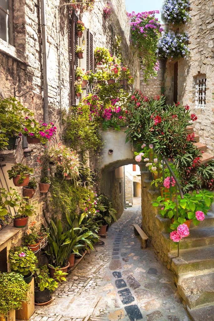 5 facts thú vị về hoa Hồng có thể bạn chưa biết