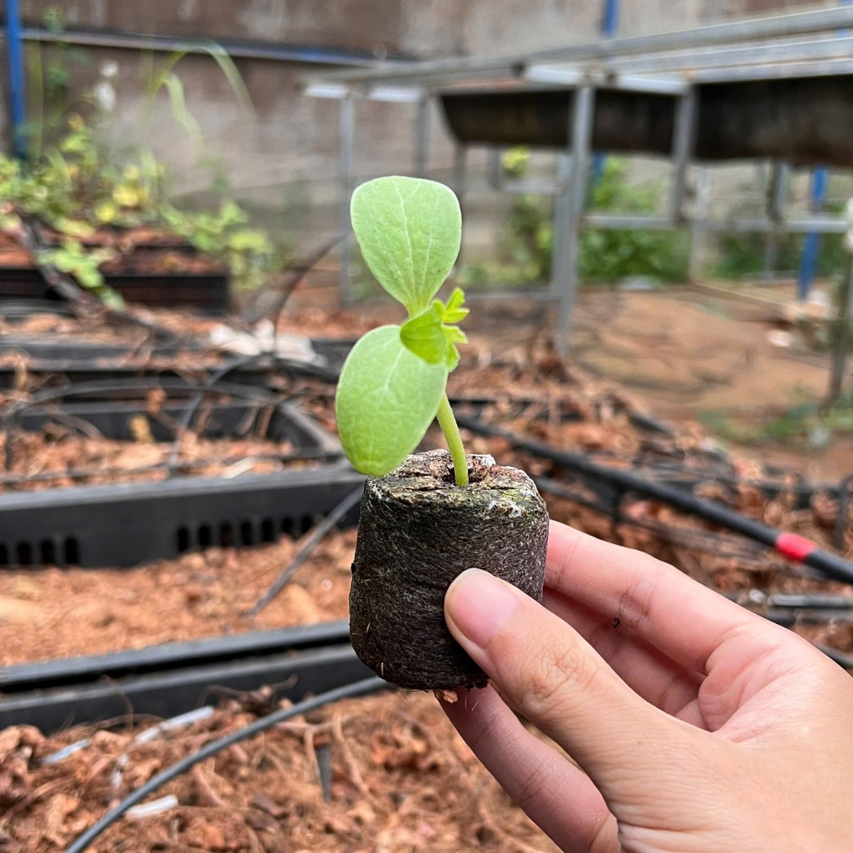 Hướng dẫn sử dụng viên nén xơ dừa để ươm hạt giống