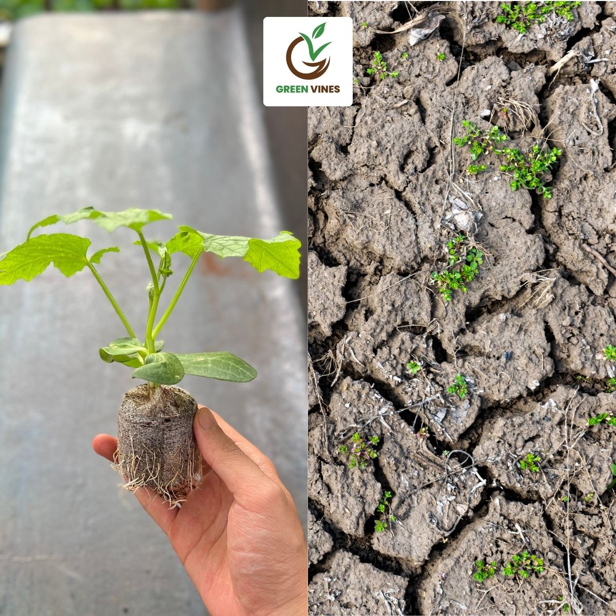 Ưu điểm của viên nén xơ dừa so với đất trồng truyền thống