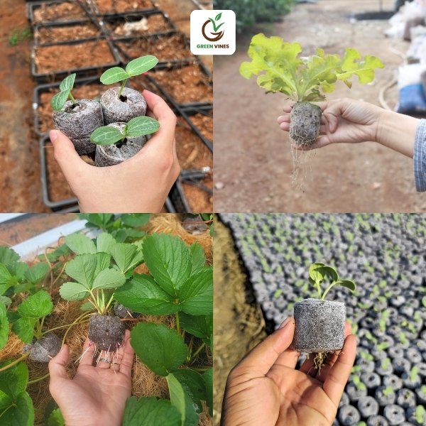 Viên nén ươm hạt – Giải pháp ươm hạt giống sạch, gọn và hiệu quả