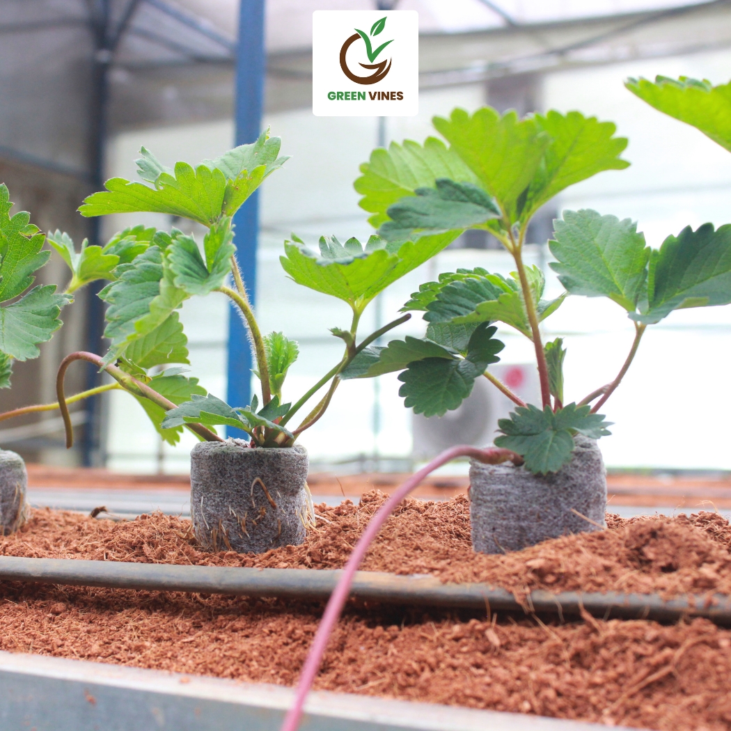 Cách sử dụng viên nén xơ dừa để ươm ngó dâu tây hiệu quả