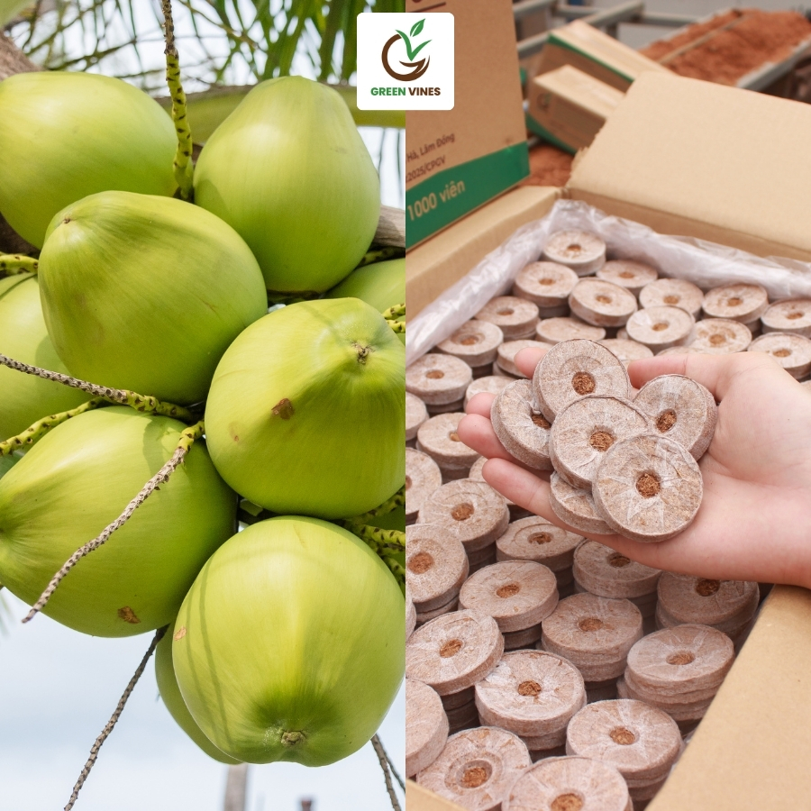 Vùng nguyên liệu xơ dừa Bình Định – Nền tảng tạo nên viên nén xơ dừa