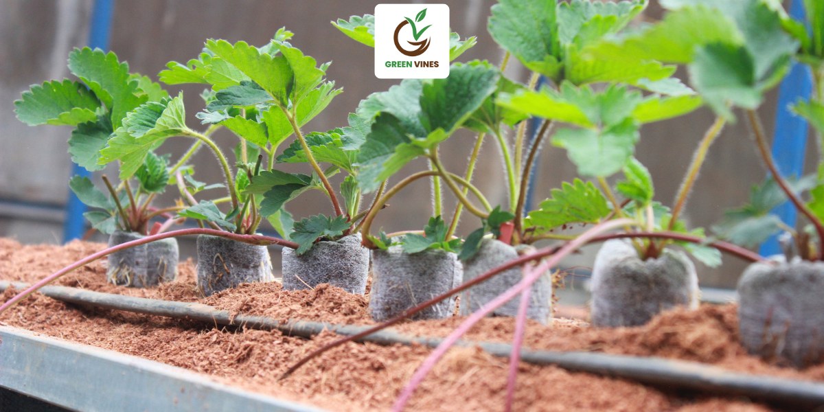 Viên nén xơ dừa giúp ngó dâu tây lớn nhanh, rễ khỏe mạnh