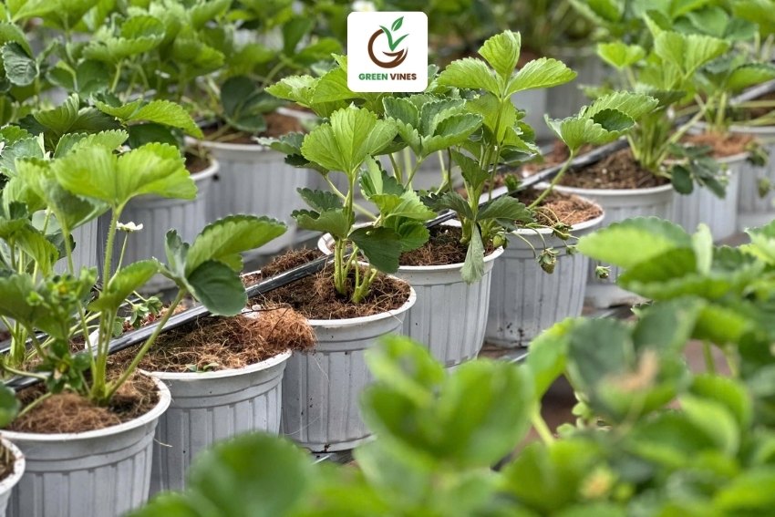 Giá thể trồng cây xơ dừa dùng để trồng cây dâu tây trong chậu