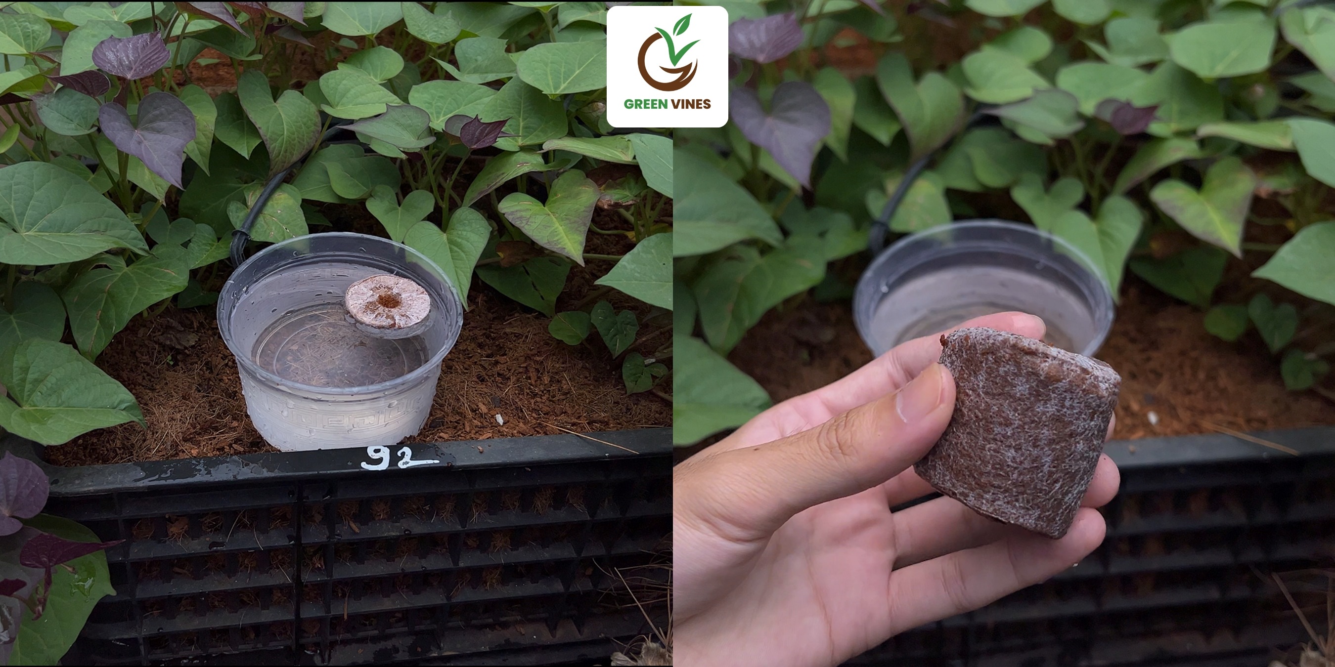 hướng dẫn sử dụng viên nén xơ dừa