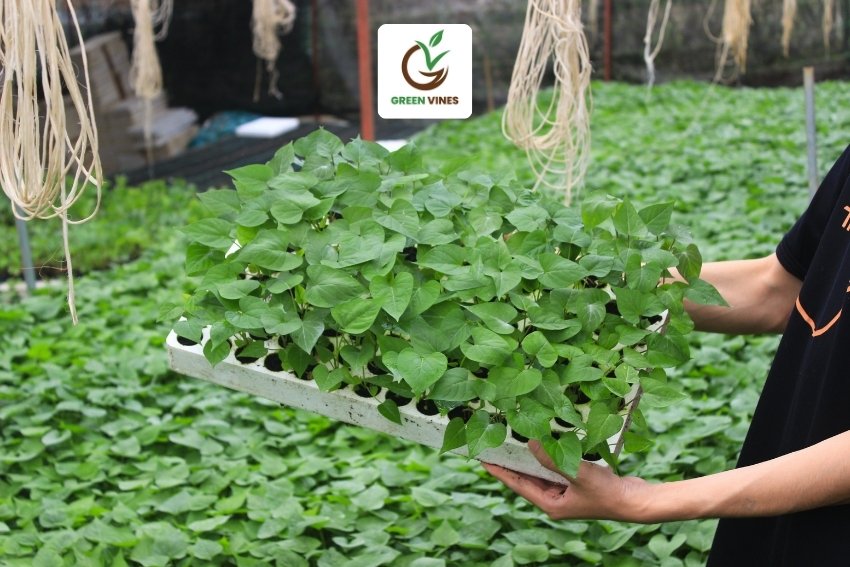 Giống khoai lang nhật