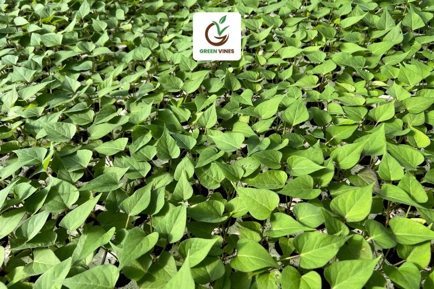 Khoai lang nhật ruột vàng