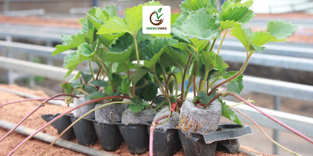 Viên nén xơ dừa sử dụng để ươm ngó dâu tây