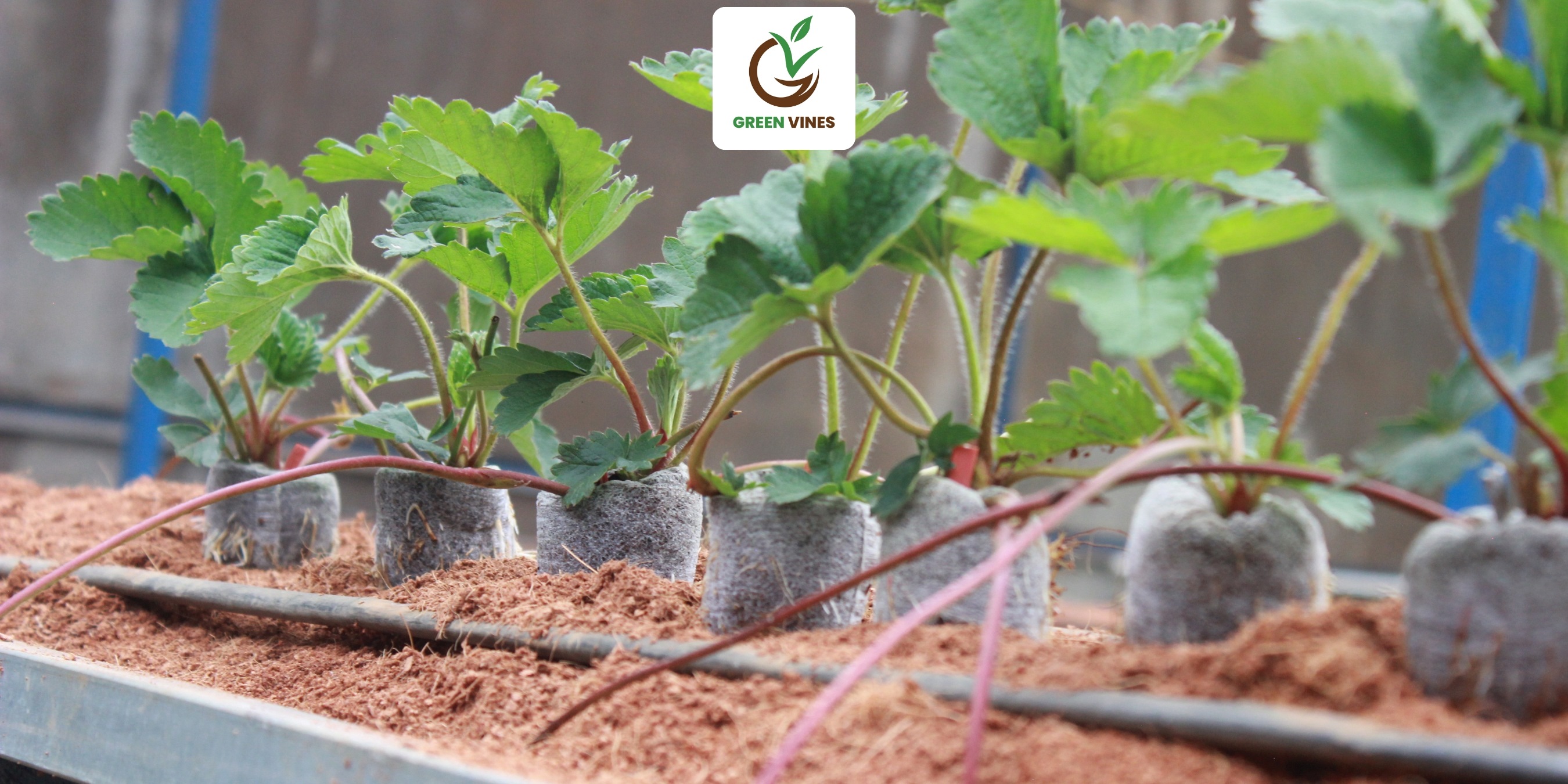 Ưu điểm của viên nén xơ dừa khi dùng để ươm ngó dâu tây