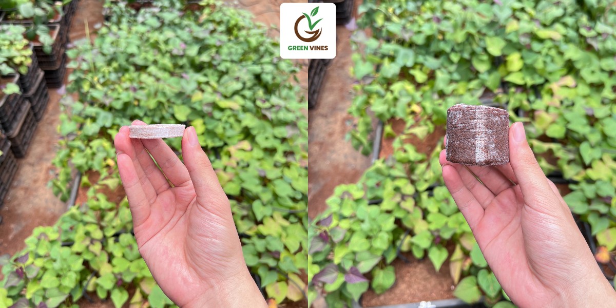 Viên nén xơ dừa có độ dày 1cm