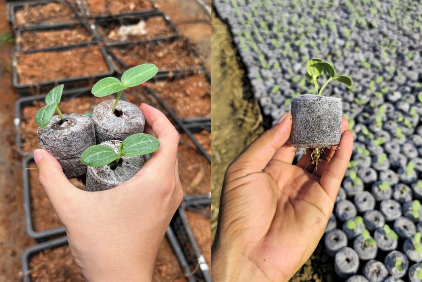 Viên nén xơ dừa và các ưu điểm cho trồng cây