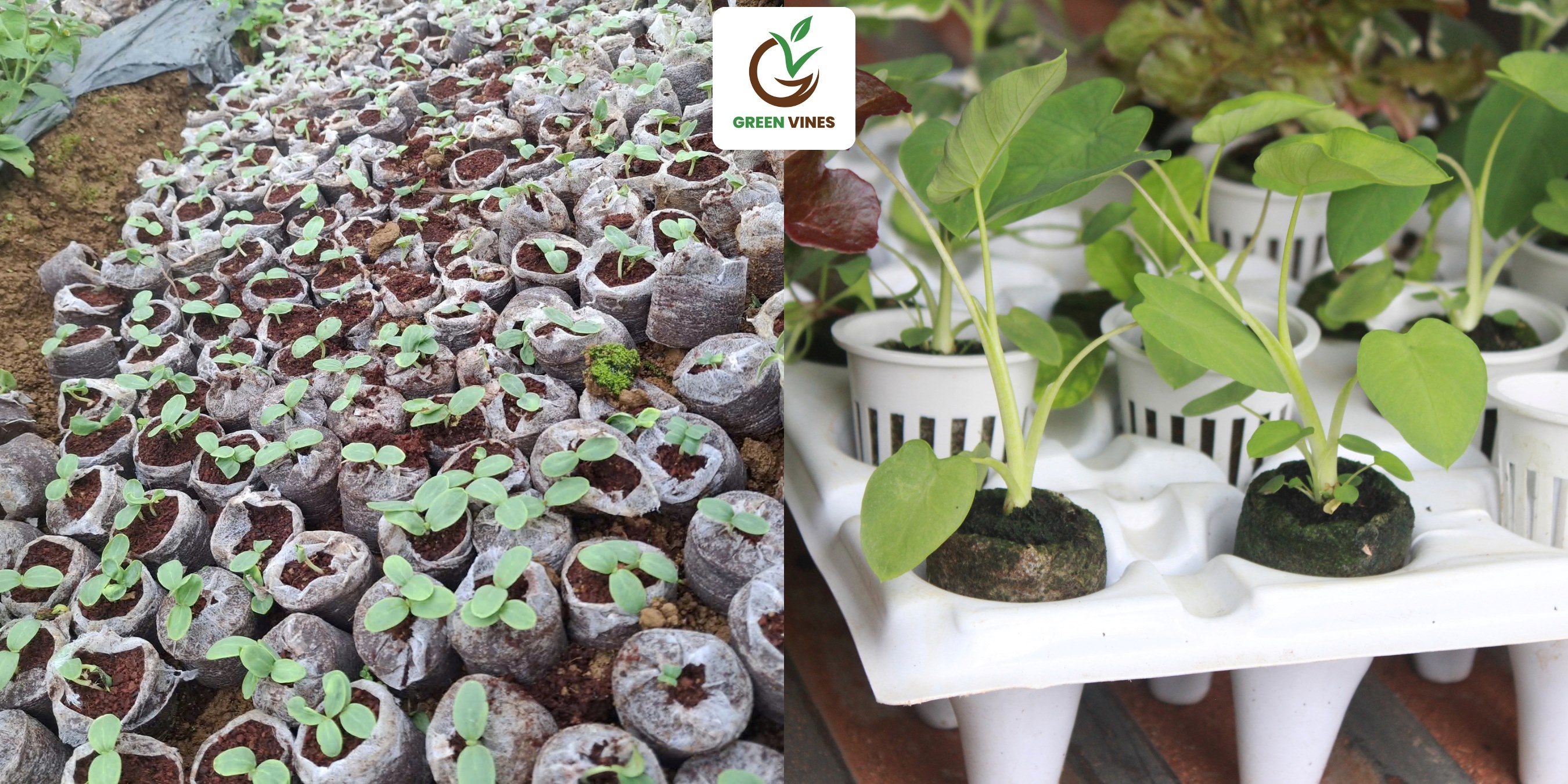 sử dụng viên nén xơ dừa ươm nhiều loại cây khác nhau