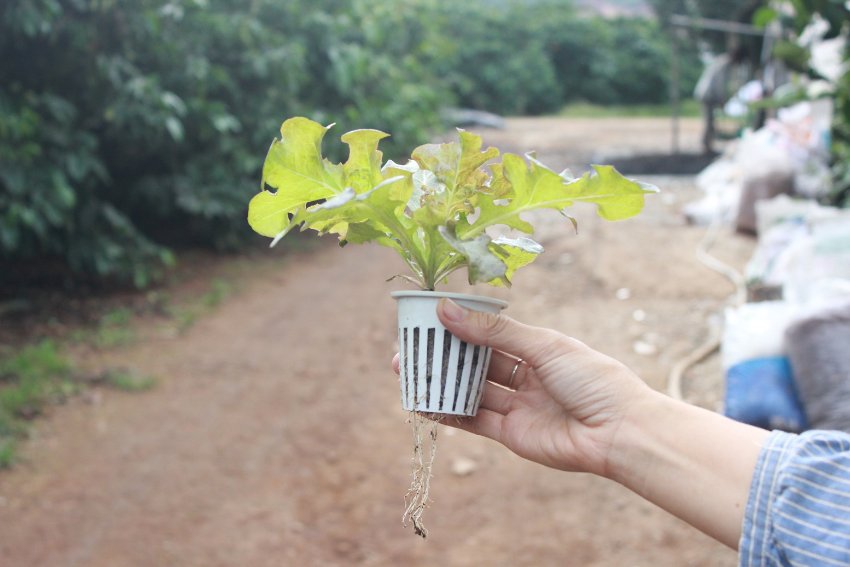 Viên nén xơ dừa và ứng dụng của xơ dừa