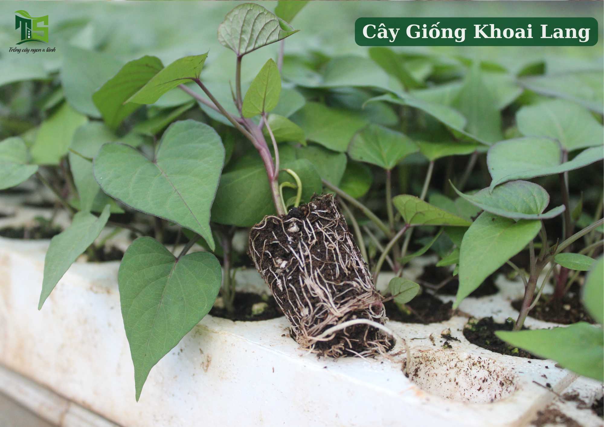 Vỉ 112 Cây Khoai Lang Nhật Ruột Vàng  DJF