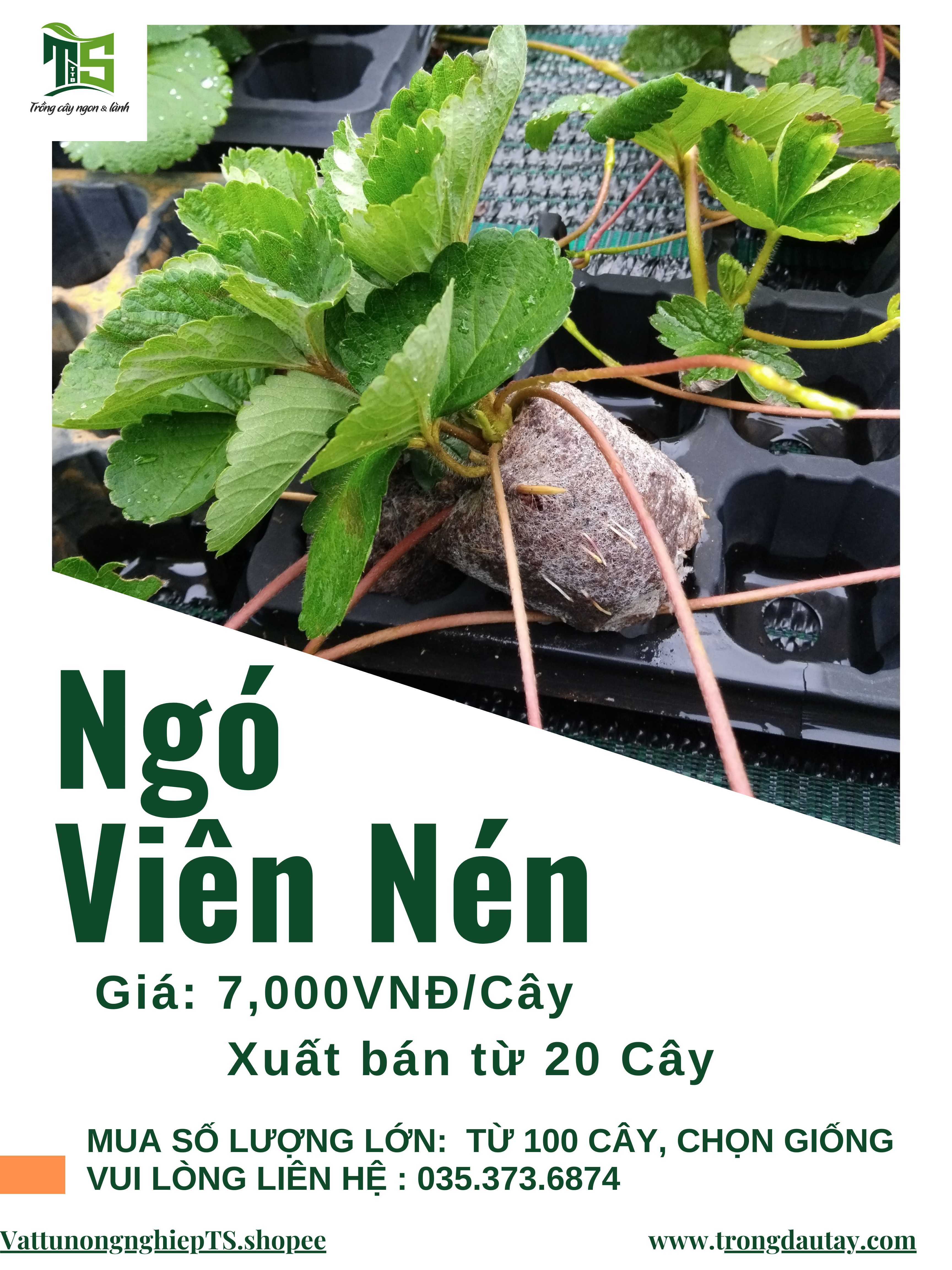 Ngó Dâu Tây